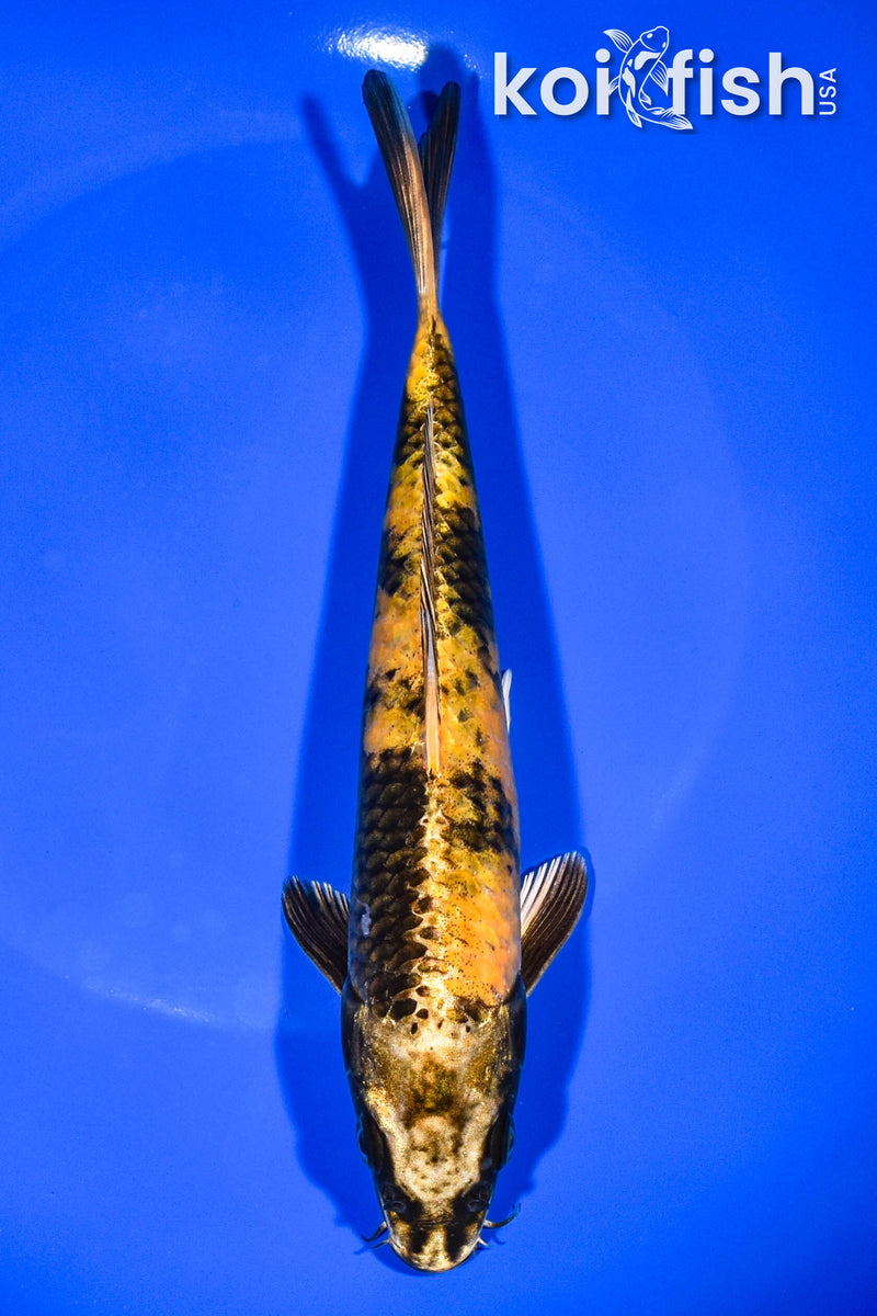 7.75" KIN KI UTSURI
