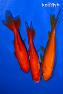 PACK OF (3) 4-4.75" WAKIN GOLDFISH