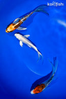 PACK OF (3) 4.5-5.5" BUTTERFLY KOI
