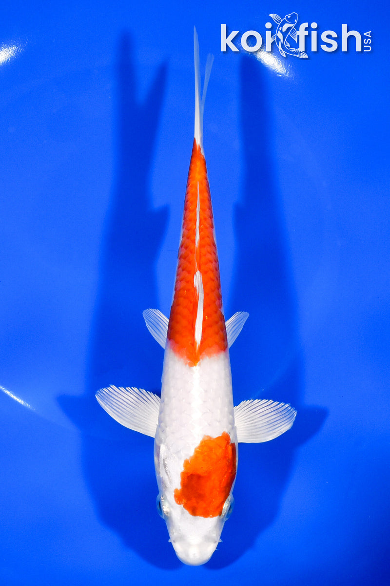 7.5" HARIWAKE