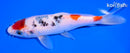 6.25" MARUTEN SANKE