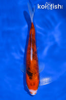 6.75" BENI MATSUKAWABAKE