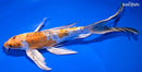 9.25" KIN KIKOKURYU BUTTERFLY