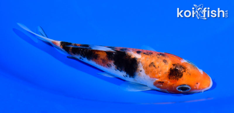 5.25" SANKE