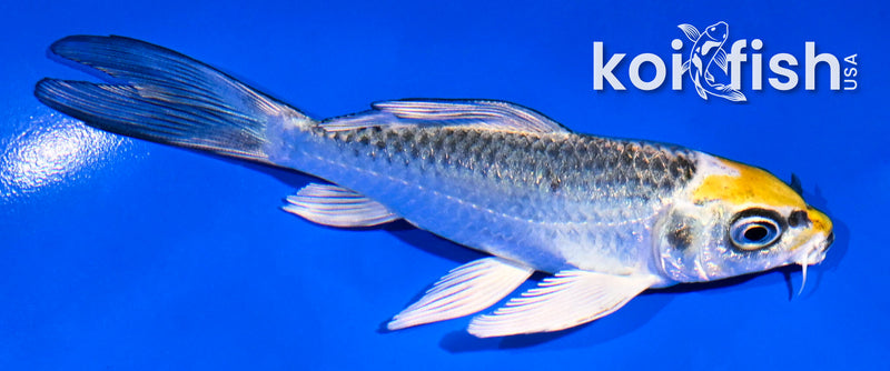 4.5" KUJAKU BUTTERFLY