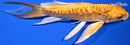 6.5" DOITSU ORENJI OGON BUTTERFLY