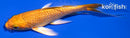 4.25" ORENJI OGON BUTTERFLY