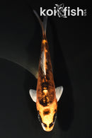 5.25" BENI KIKOKURYU