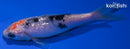 4.25" GINRIN SANKE