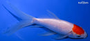 7.25" TANCHO SARASA COMET GOLDFISH