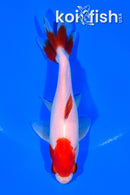 5" KUCHIBENI WAKIN GOLDFISH