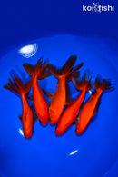 PACK OF (5) 5.25-5.75" WAKIN GOLDFISH