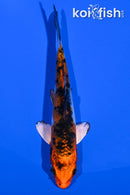4.75" YAMATO NISHIKI