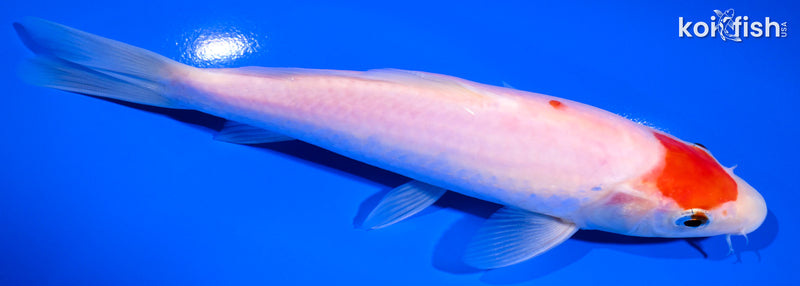 6.75" MARUTEN KOHAKU