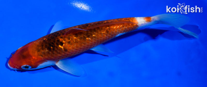 6.5" GINRIN GOROMO