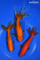 PACK OF (3) 5-6.5" WAKIN GOLDFISH