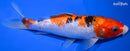 7.5" GINRIN SANKE