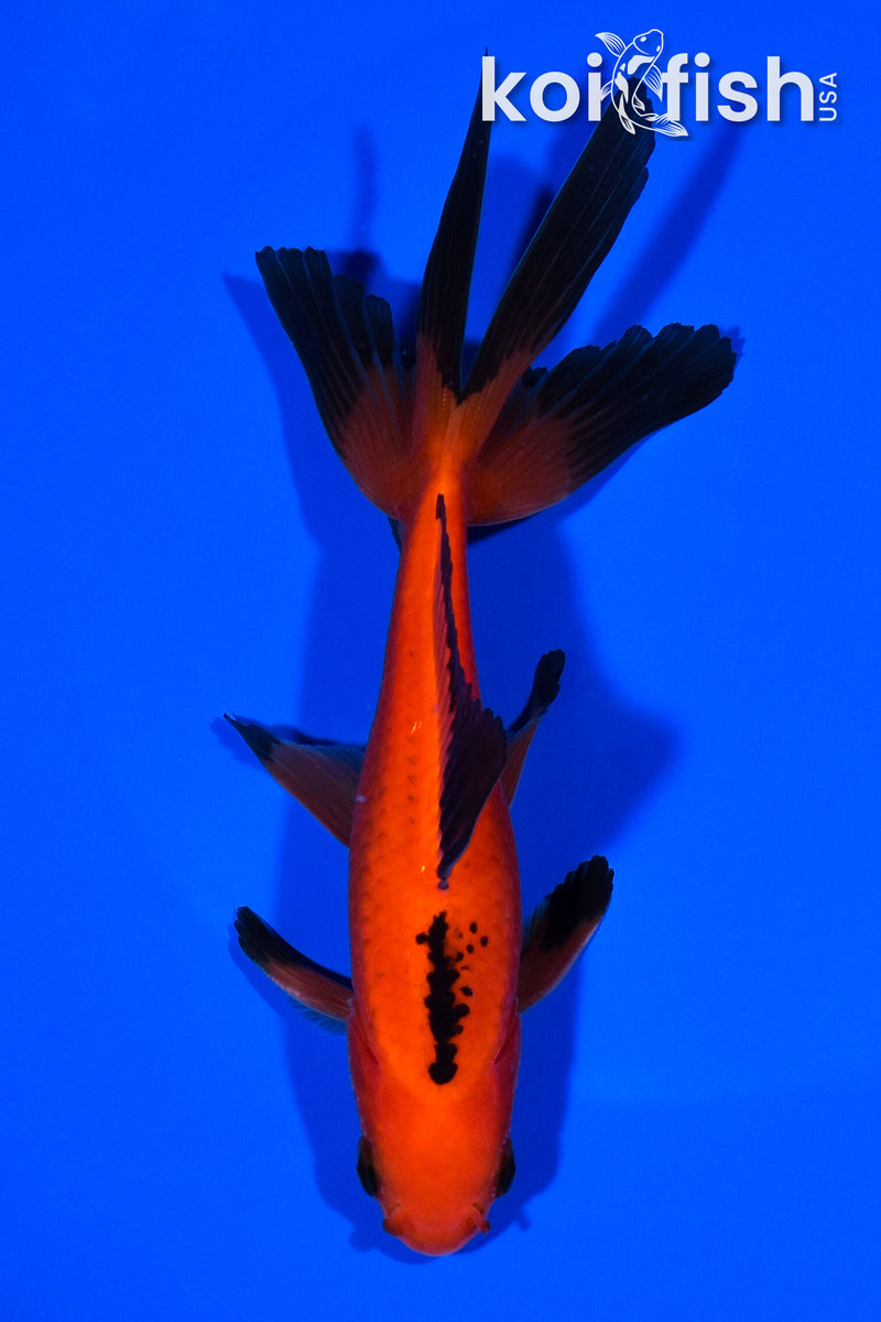 5.75" WAKIN GOLDFISH