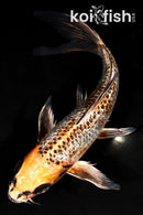 10" GINRIN KUJAKU BUTTERFLY