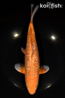 10.75" GINRIN CHAGOI