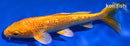 5.5" GINRIN ORENJI OGON