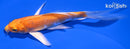 5.25" ORENJI OGON BUTTERFLY