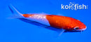 4.5" GINRIN KOHAKU