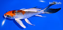 6.75" KUJAKU BUTTERFLY