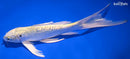 8.25" GINRIN YAMABUKI OGON BUTTERFLY