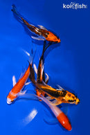 PACK OF (5) 4-4.25" BUTTERFLY KOI