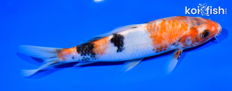7.25" SANKE