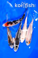 PACK OF (5) 3.5-4" MIXED STANDARD KOI