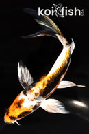 7" BENI KIKOKURYU BUTTERFLY