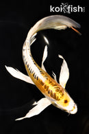 10.75" KIN KIKOKURYU BUTTERFLY