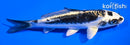 5" KIKOKURYU