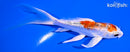 5.25" GINRIN YAMATO NISHIKI BUTTERFLY