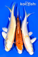 6.5 - 6.75" PACK OF (3) STANDARD KOI