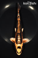 7.75" BENI KIKOKURYU