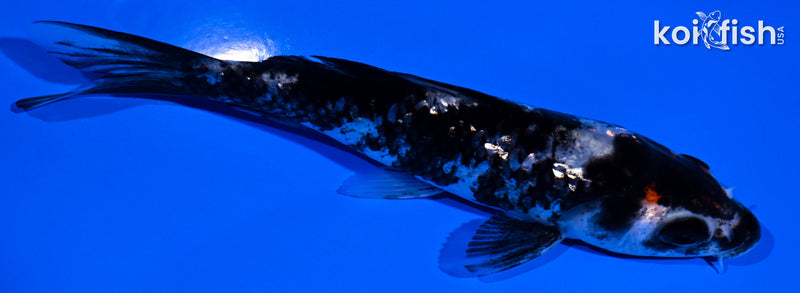 4.75" GINRIN BENI MATSUKAWABAKE