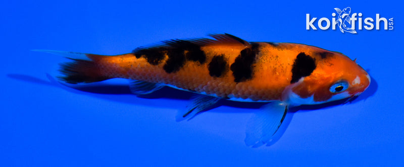 3.75" AKA SANKE