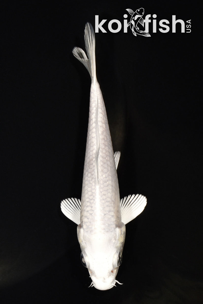 4.5" PLATINUM OGON