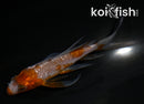 4.5" GINRIN OCHIBA SHIGURE BUTTERFLY