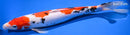 14.75" SANKE