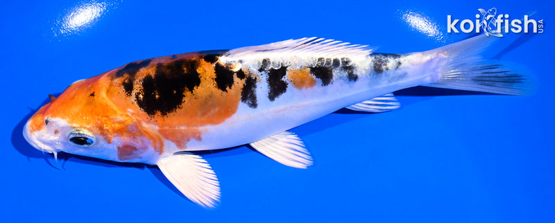6.75" HEISEI NISHIKI