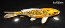 6" ARAGOKE KIN KIKOKURYU