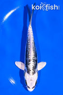 5.5" KIKOKURYU