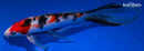 9.5" SANKE BUTTERFLY