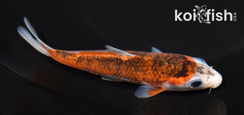 5.25" GOROMO