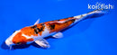 5.5" YAMATO NISHIKI