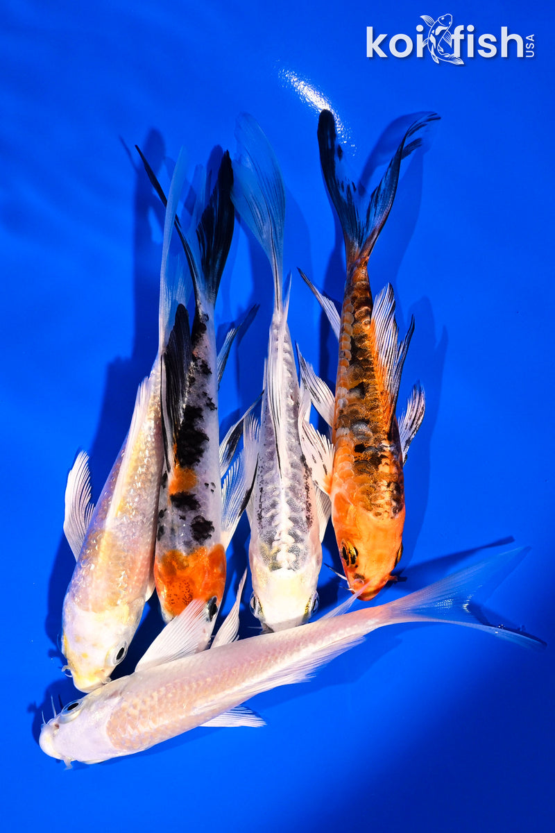PACK OF (5) 4-5" BUTTERFLY KOI